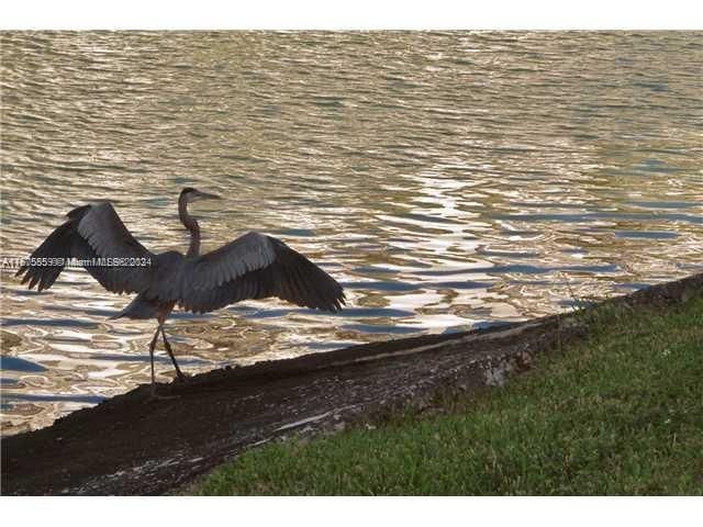 Pelican at the lake