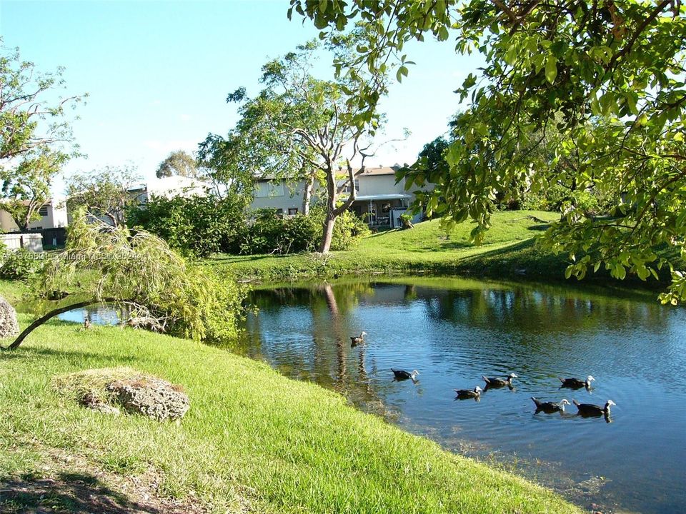 Snapper Village Creek