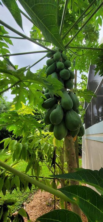 fruits trees