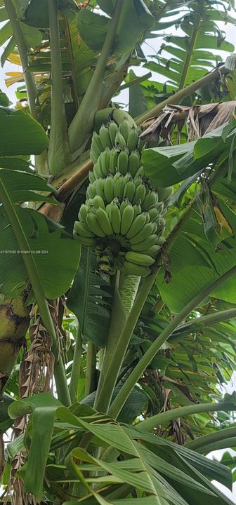 Fruits trees