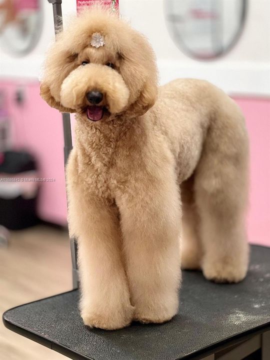 Peluqueria Perros