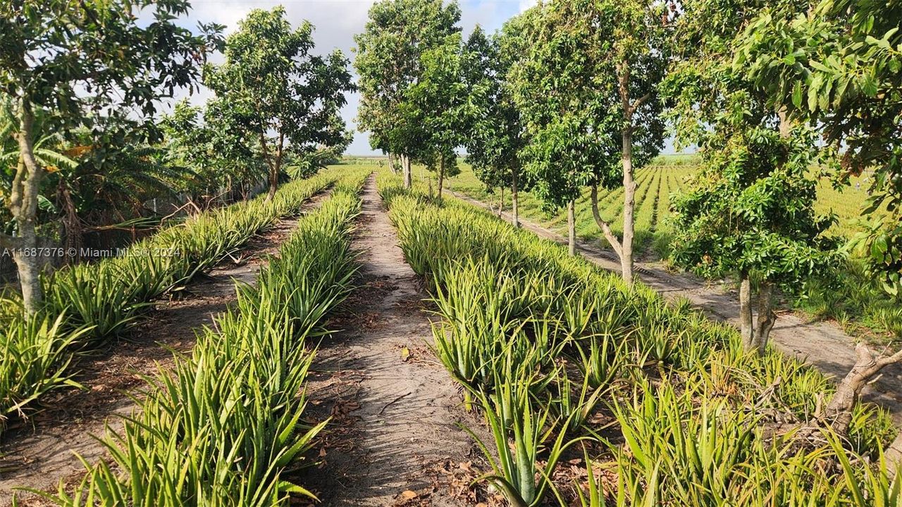 For Sale: $3,000,000 (0 beds, 0 baths, 0 Square Feet)