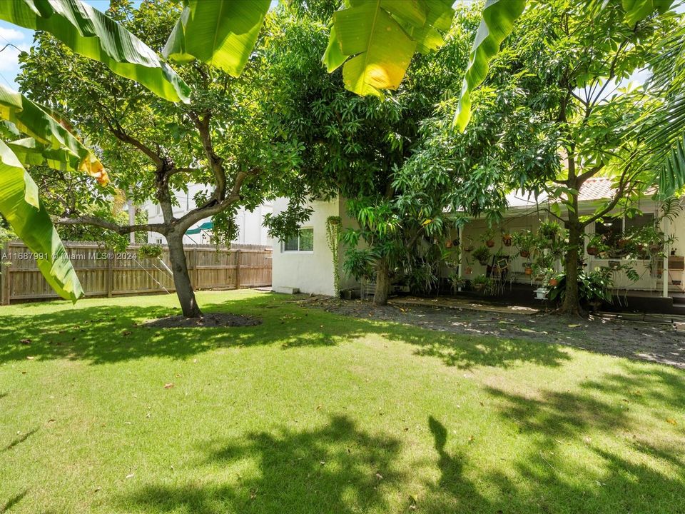 Mango, avocado, banana trees.