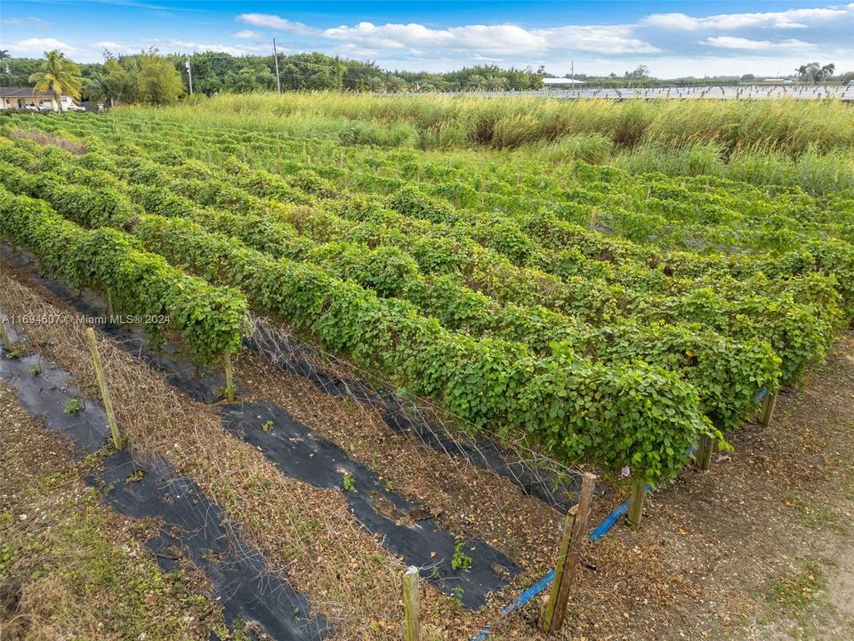 row crops BEANS?