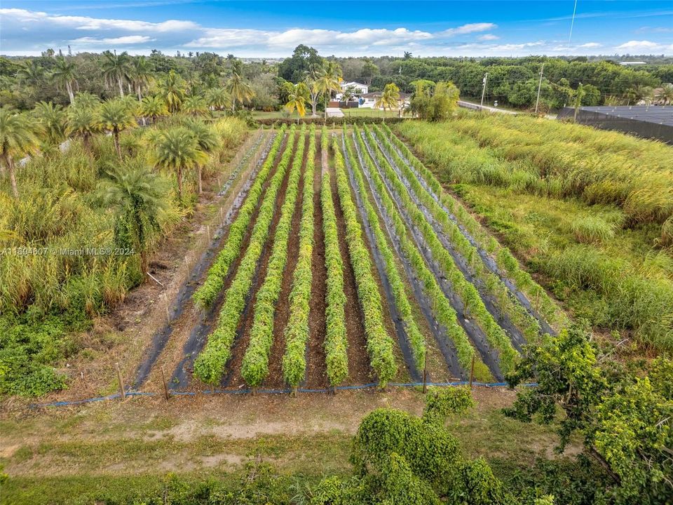 SOME areas need bush hog...row crops   &sylvestor palms