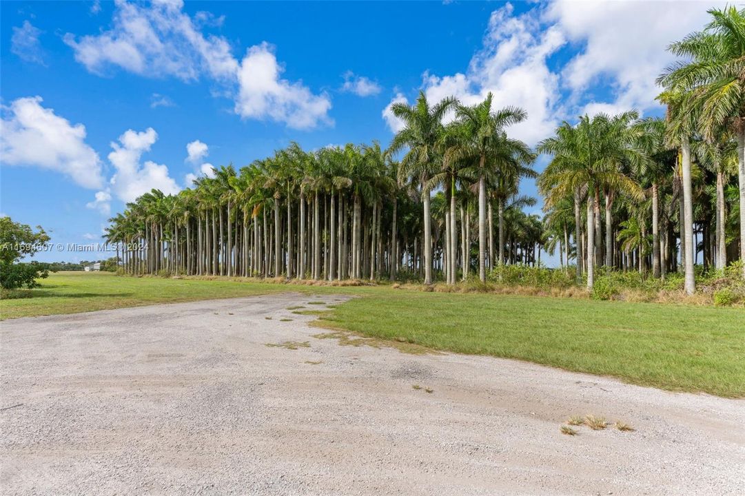 DRIVEWAY VIEW AS YOU PULL IN PROPERTY - SEE PALM TREE GROVE.