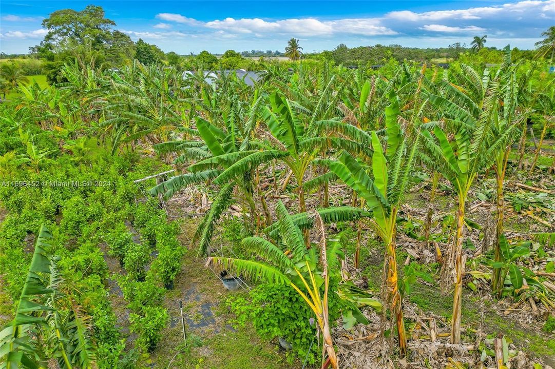 BANANA'S ASSORTED  VARIETIES, CONTAINER PLANTS, AND OTHER ASSORTED FRUIT THROUGHOUT SUCH AS MAMAYS( 2 VARIEITES), MANGOS ( ASST), AVOCADOS( ASST), LYCHEE, MOMOCEITO,ETC.. ASST VARIEITIES OF LATIN INFLUENCED FRUIT