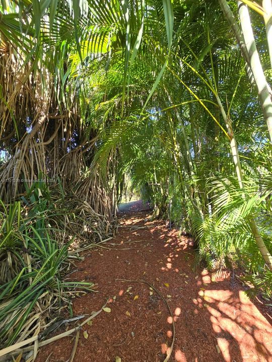 Nature Path behind bushes