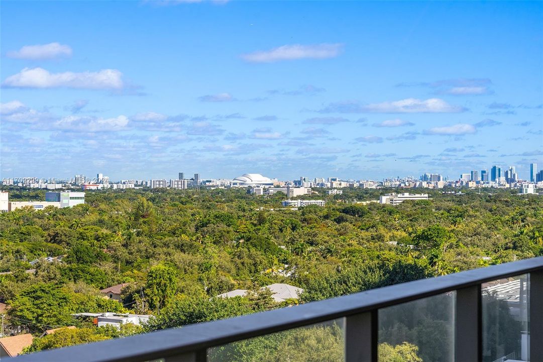 Canopy Tree Tops & Skyline