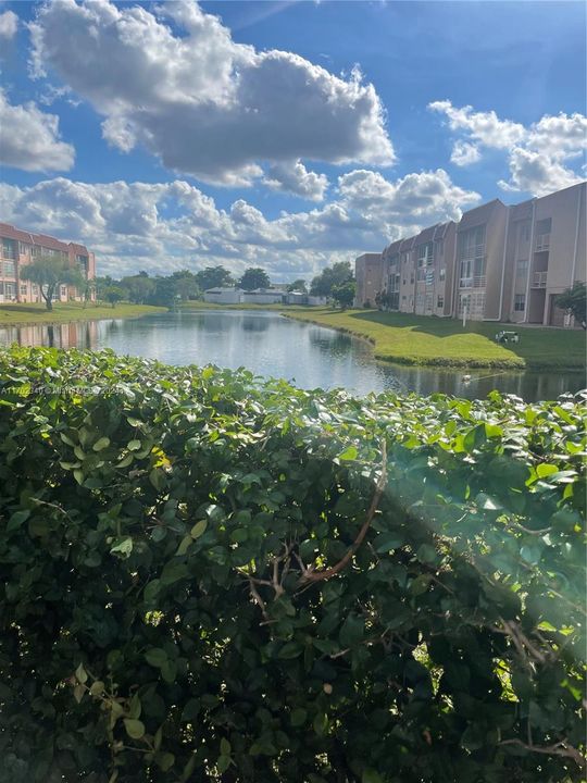 Pool Water View