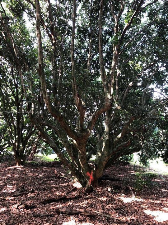 Lychee trees