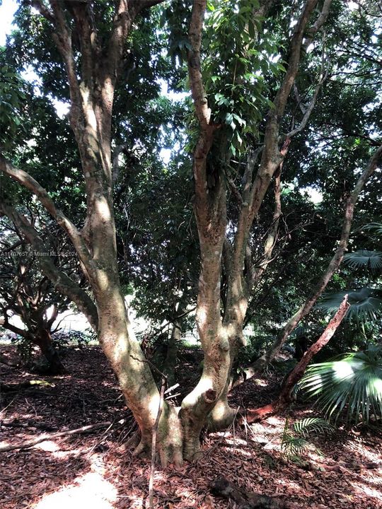 Lychee trees