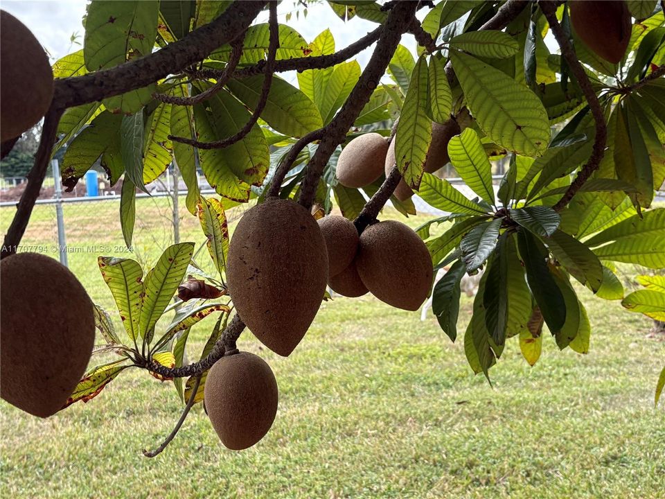 Fruit Tree