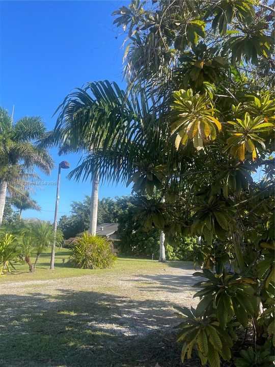 BEAUTIFUL YARD IN THE REDLANDS