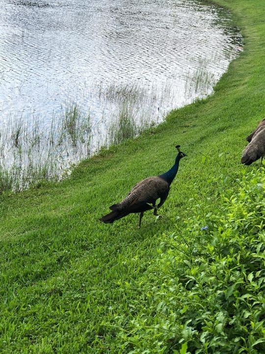 Peacocks on lake