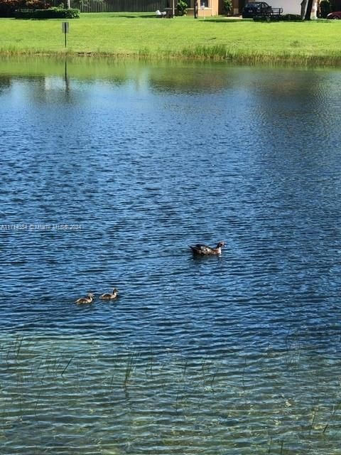 Wildlife on lake