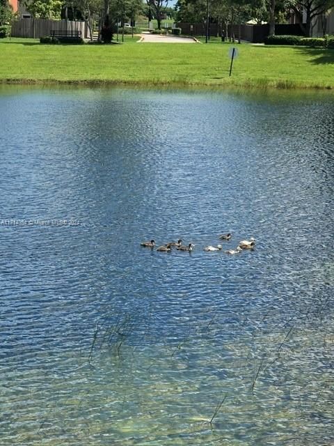 Wildlife on lake