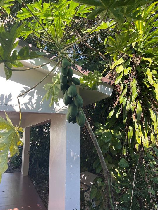 Papaya tree