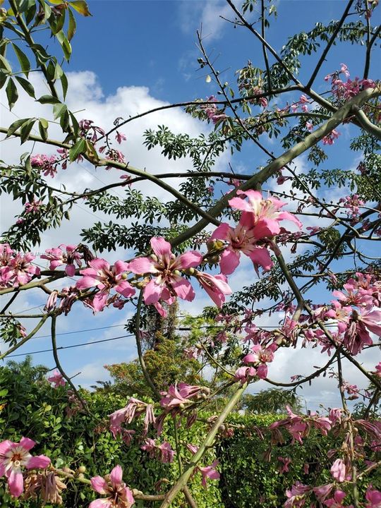 Silk Floss Tree in Bloom