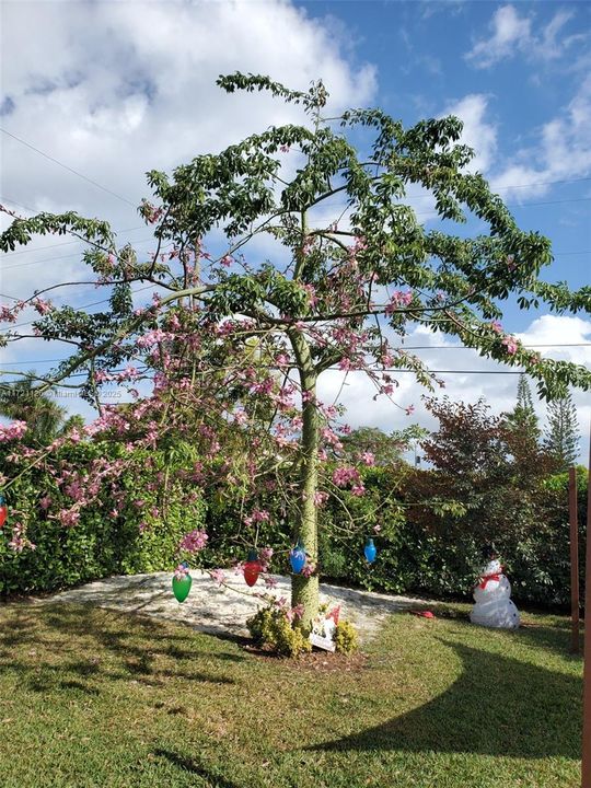 Silk Floss Tree also known as Tree of Refuge