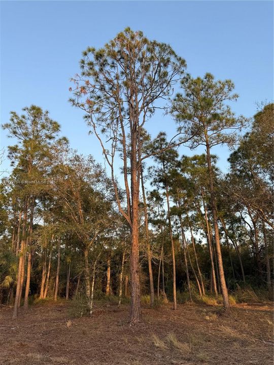 Recently Sold: $59,999 (1.25 acres)