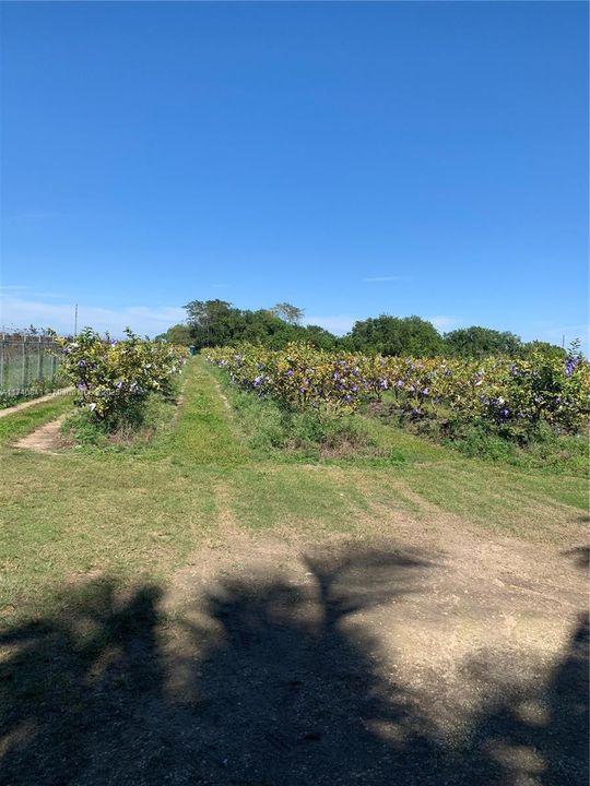 Active With Contract: $259,000 (1.88 acres)