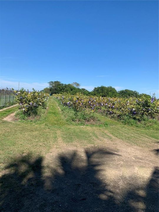 Active With Contract: $259,000 (1.88 acres)