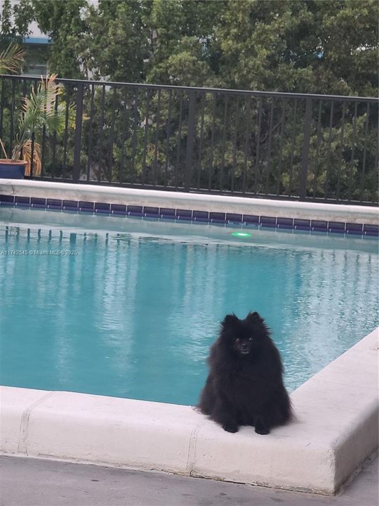 Swimming Pool & PEt-Friendly Building