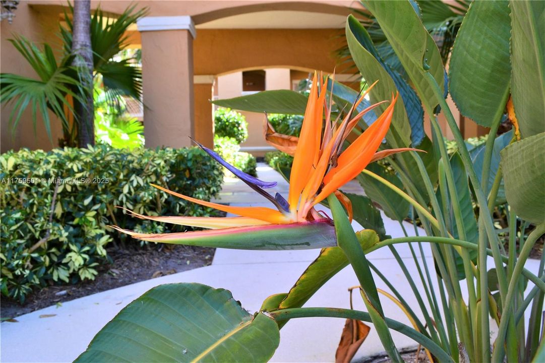 Entryway to your condo with beautiful flowering trees and shrubery, oh so tropical!