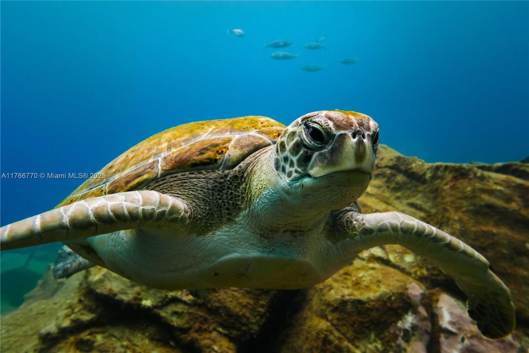 На продажу: $49,000 (0.23 acres)