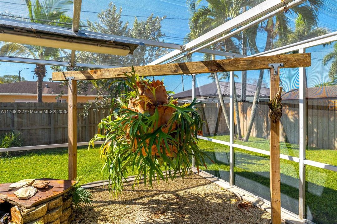 BREATHTAKING STAG HORN FERNS OVER 30 YEARS OLD!