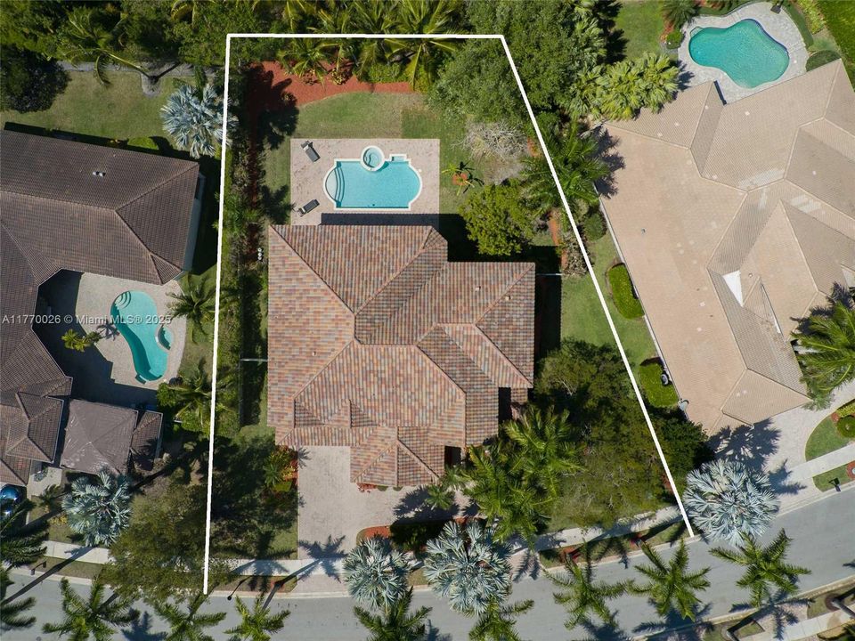 Can you spot the two Mango trees?