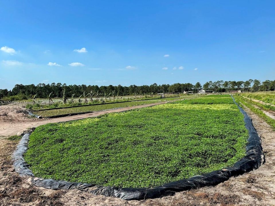 2521 CHRISTOPHER LNClewiston, FL 33440