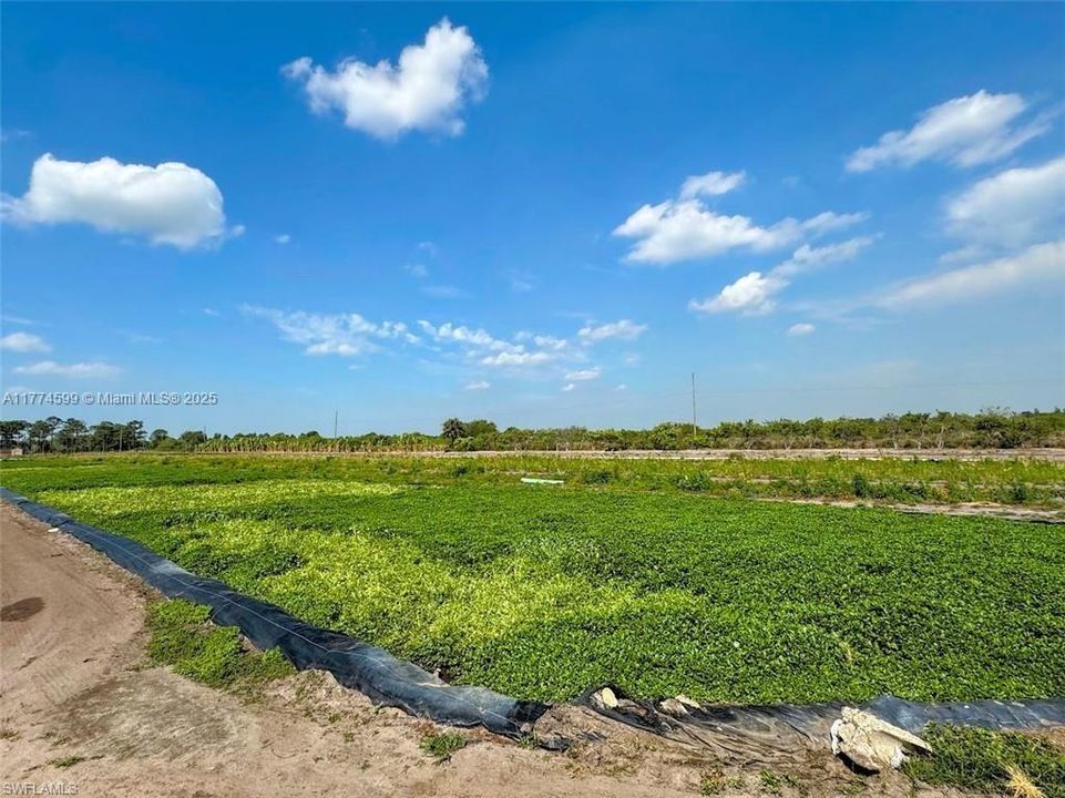 2521 CHRISTOPHER LNClewiston, FL 33440