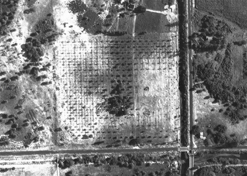 Pre 1946 mango orchard