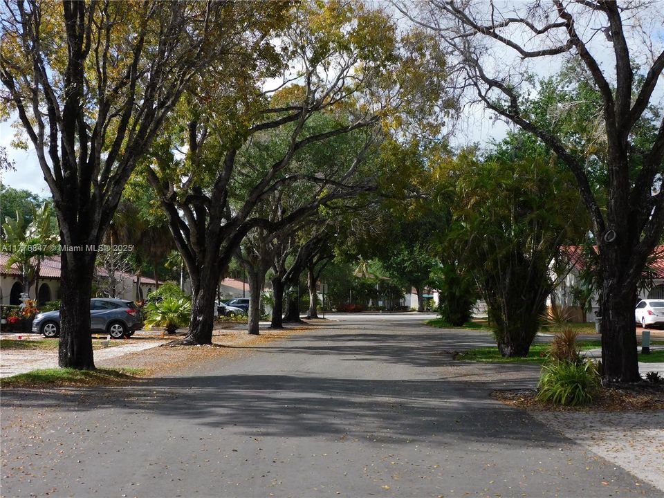 Street view with beautiful Oak Trees.