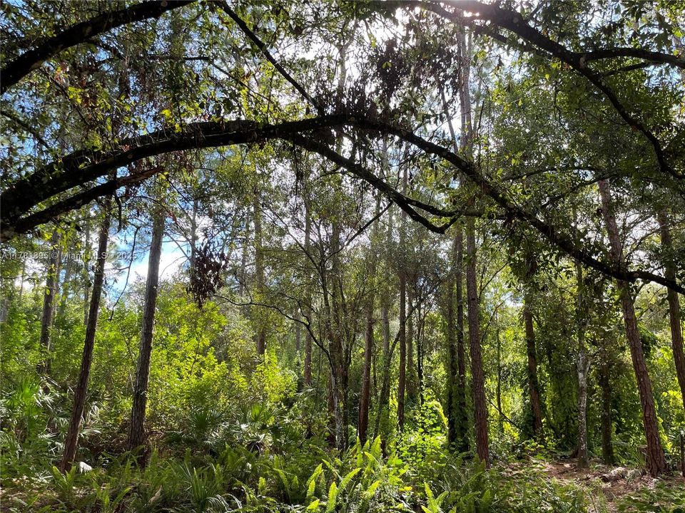 最近售出: $255,000 (7.79 acres)