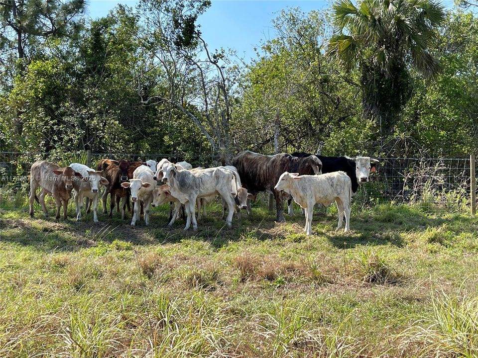 待售: $1,899,000 (0 贝兹, 0 浴室, 0 平方英尺)