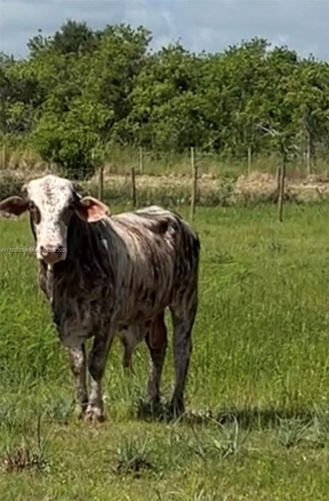 待售: $1,899,000 (0 贝兹, 0 浴室, 0 平方英尺)