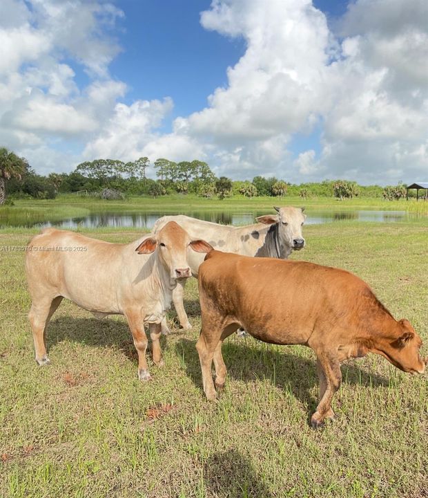 待售: $1,899,000 (0 贝兹, 0 浴室, 0 平方英尺)