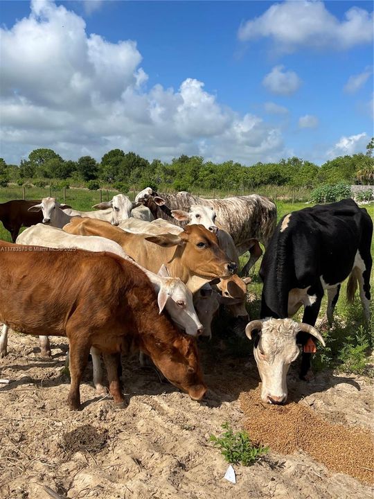 待售: $1,899,000 (0 贝兹, 0 浴室, 0 平方英尺)