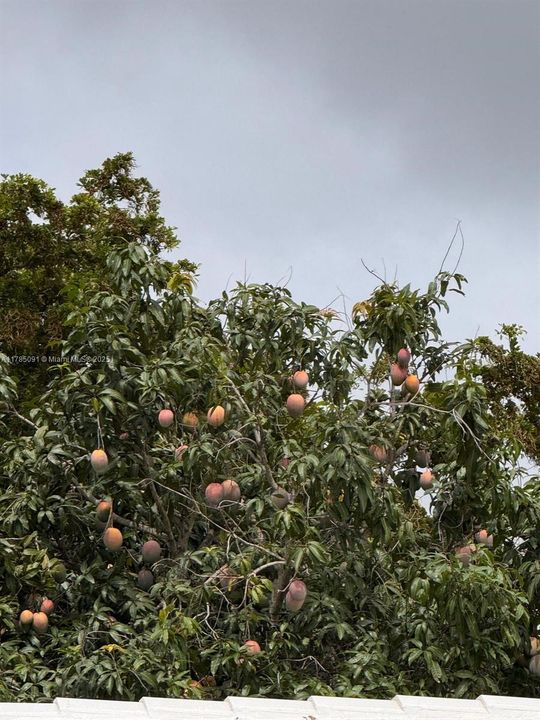 Под контрактом: $499,000 (3 спален, 2 ванн, 1658 Квадратных фут)