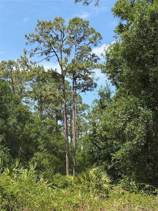 Недавно продано: $52,500 (1.28 acres)