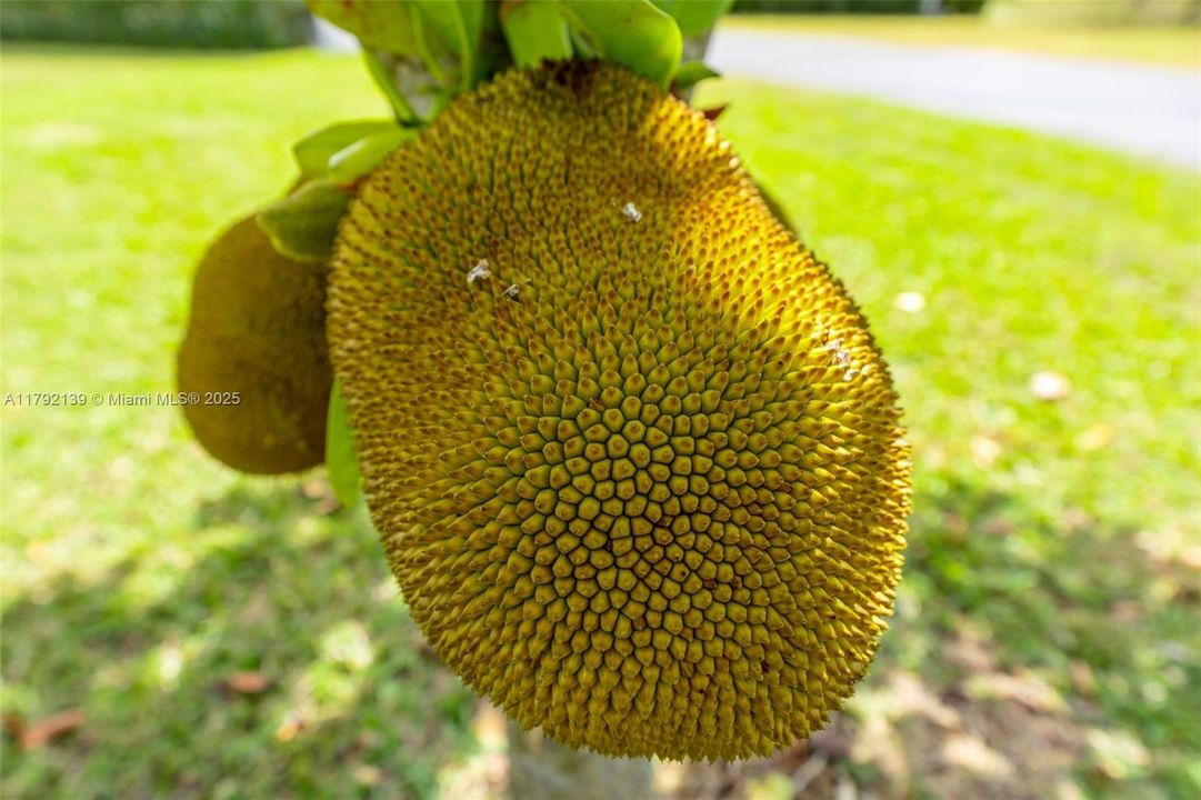 JACKFRUIT -ONE OF 40  FRUIT TREE'S ON THE PROPERTY.
