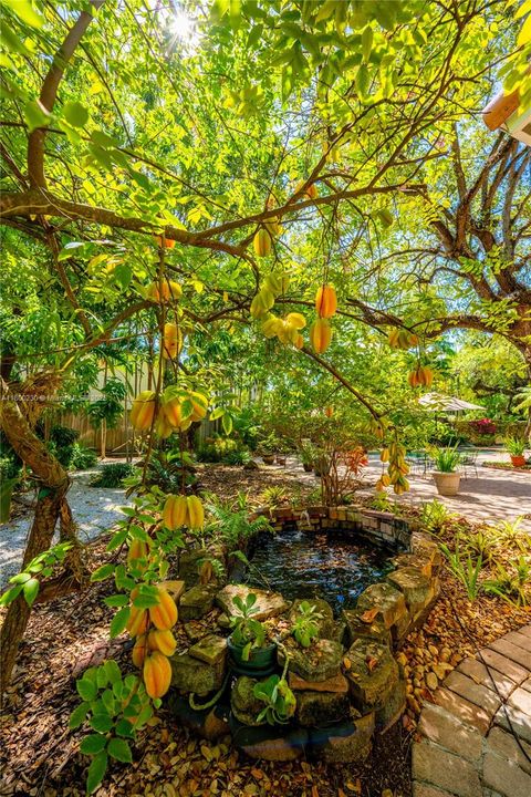 Carambola, also known as star fruit, in Abundance next to the Pond