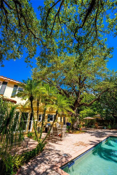 Admiring the Trees from the Backyard