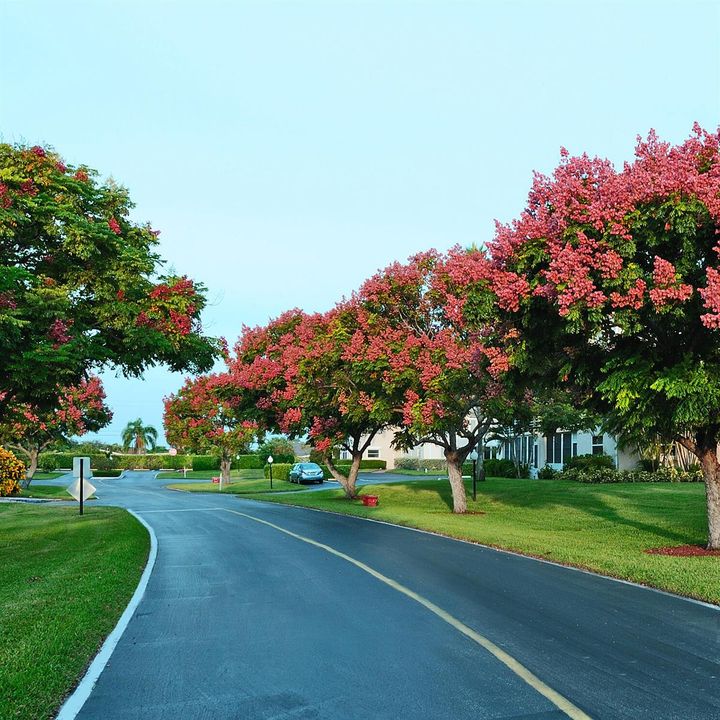 LCG TREES
