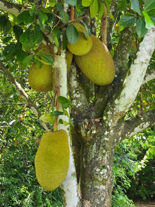 FRUITING TREE'S, JACK FRUIT