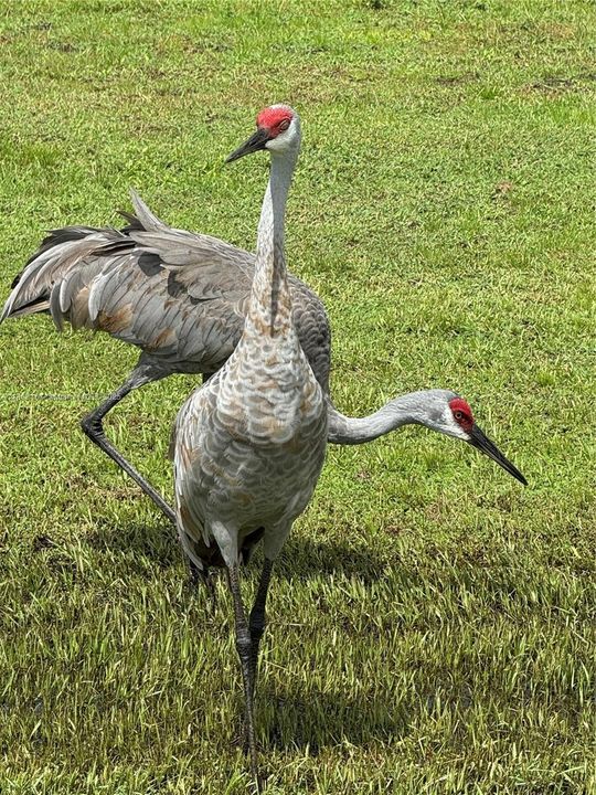 For Sale: $98,100 (0.52 acres)