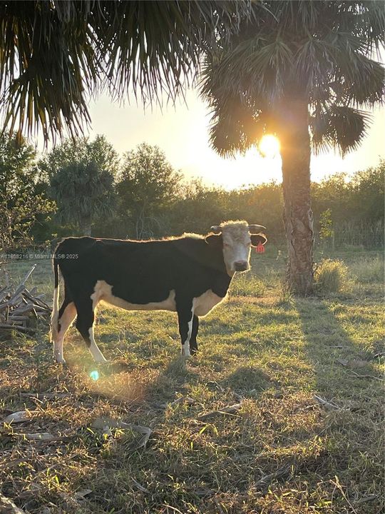 待售: $1,899,000 (20.25 acres)